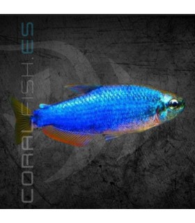 Tetra Emperador Super Blue 3 cm (Impaichthys kerri)