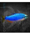 Tetra Emperador Super Blue 3 cm (Impaichthys kerri)