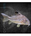 Corydora Leopardo 3 cm (Corydoras julii)