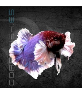 Betta Macho Plakat Dumbo 5-6 cm (Betta splendens)