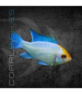 Ramirezi Azul Eléctrico 4 cm (Microgeophagus ramirezi)