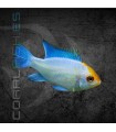 Ramirezi Azul Eléctrico 4 cm (Microgeophagus ramirezi)