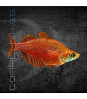 Arcoiris Rojo 6-7 cm (Glossolepis incisus)