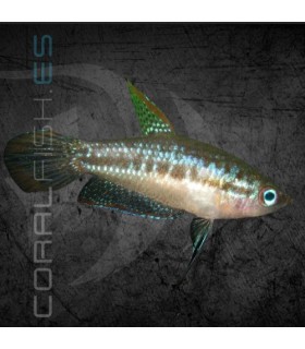 Gourami Pigmeo 1.5-2 cm (Trichopsis pumila)