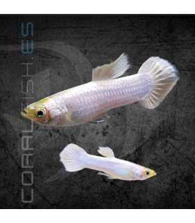 Guppy Macho Snow White 3.5-4 cm (Poecilia reticulata)