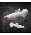 Guppy Macho Snow White 3.5-4 cm (Poecilia reticulata)