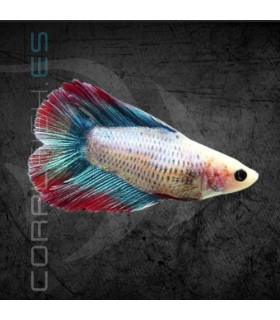 Betta Hembra Doble Cola 3-4 cm (Betta splendens)