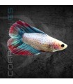 Betta Hembra Doble Cola 3-4 cm (Betta splendens)