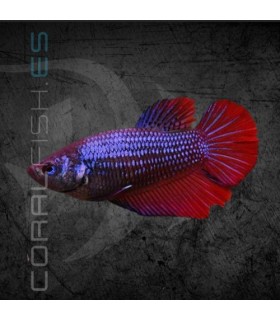 Betta Hembra Media Luna 3-4 cm ((Betta splendens)