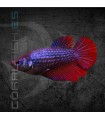 Betta Hembra Media Luna 3-4 cm ((Betta splendens)