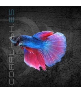 Betta Macho Deluxe 5 cm (Betta splendens)