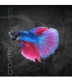 Betta Macho Deluxe 5 cm (Betta splendens)