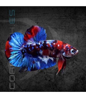 Betta Macho Plakat Media Luna Galaxy 5-6 cm (Betta splendens)