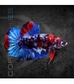 Betta Macho Plakat Media Luna Galaxy 5-6 cm (Betta splendens)