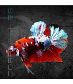 Betta Macho Plakat Media Luna Nemo 5-6 cm (Betta splendens)