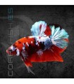 Betta Macho Plakat Media Luna Nemo 5-6 cm (Betta splendens)