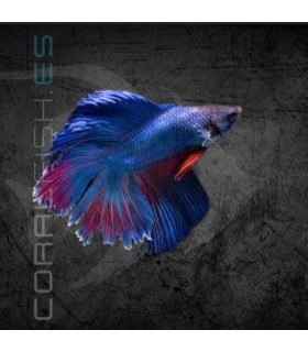 Betta Macho Doble Cola Media Luna 4-5 cm (Betta splendens)