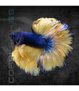 Betta Macho Media Luna Selección 4-5 cm (Betta splendens)