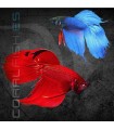 Betta Macho Splendens 4-5 cm (Betta splendens)