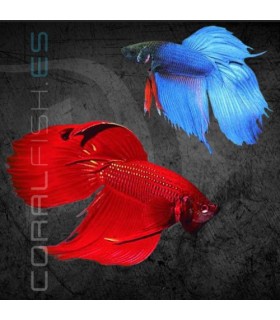 Betta Macho Velo 5-6 cm (Betta splendens)