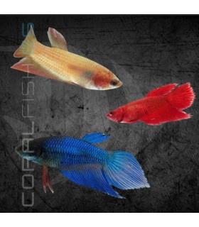 Betta Hembra splendens 3-4 cm (Betta splendens)