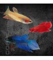 Betta Hembra splendens 3-4 cm (Betta splendens)