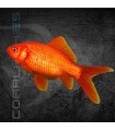 Cometa Rojo 4-5 cm (Carassius auratus)