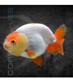 Ranchu Surtido 5-6 cm (Carassius auratus)