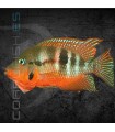 Boca de Fuego 4-5 cm (Cichlasoma meeki)