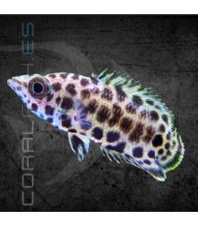 Gourami Leopardo 4 cm (Ctenopoma acutirostre)