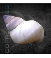 Caracol Mago Blanco (Filopaludina martensi)