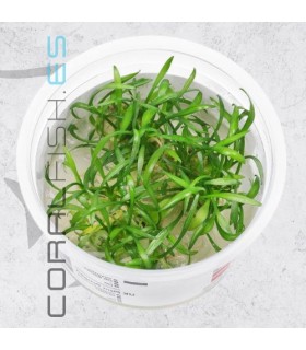 Cryptocoryne parva | In Vitro