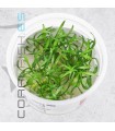 Cryptocoryne parva | In Vitro