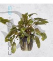 Cryptocoryne wendtii Brown | Maceta de 5 cm