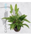 Cryptocoryne wendtii Green | Maceta de 5 cm