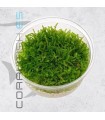 Vesicularia montagnei | Christmas Moss | Tarrina 80cc