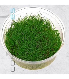 Eleocharis minima | In Vitro