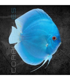 Pez Disco Blue Diamond 5-6 cm (Symphysodon aequifasciata)