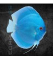 Pez Disco Blue Diamond 5-6 cm (Symphysodon aequifasciata)