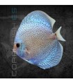 Pez Disco Blue Scorpion 5-6 cm (Symphysodon aequifasciata)