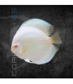 Pez Disco Albino Premium 5-6 cm (Symphysodon aequifasciata)