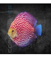 Pez Disco Polka Premium 5-6 cm (Symphysodon aequifasciata)