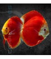 Pez Disco Red Melon 5-6 cm (Symphysodon aequifasciata)