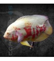 Pez Oscar Albino Tigre 4-5 cm (Astronotus ocellatus)