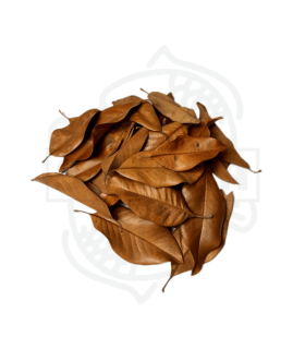 Hoja de Magnolio Pack 30 und.