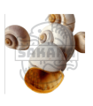 Caracol Pila Globosa 5 und.